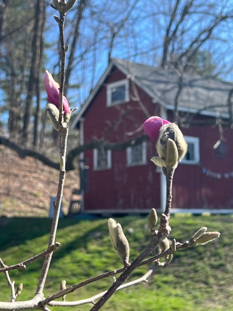 close up of pink magnolia buds on a branch, with a red house and trees in the blurred background under a clear sky.