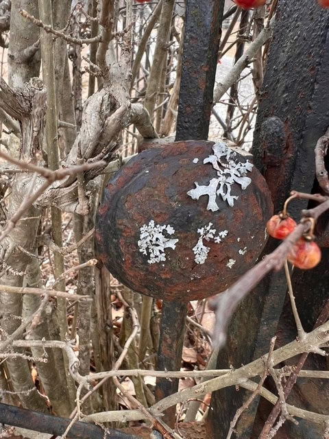 a rusty, round metal object with patches of lichen attached to a black metal fence surrounded by leafless branches and a few red berries.