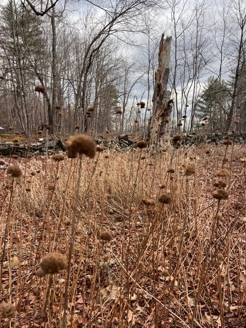 dry brown wildflowers and tall grasses in a leaf covered field, with bare trees and a broken tree trunk in the background under a cloudy sky.