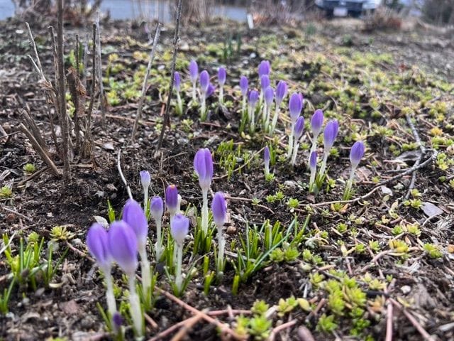 clusters of purple crocus flowers emerging from the soil in a patch of early spring ground, with sparse vegetation and bare stems in the background.