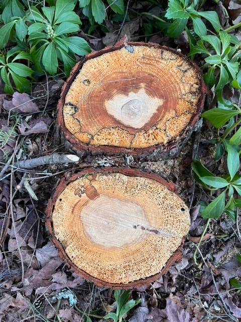 two cut tree stumps with visible growth rings lie on the ground surrounded by green plants and brown leaves.