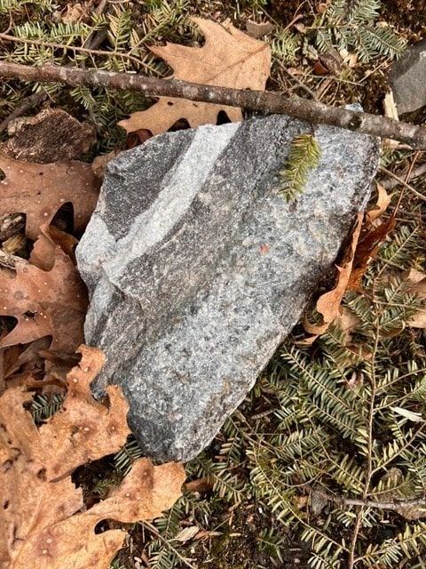 a gray, jagged rock with white streaks resting on the ground among brown leaves and evergreen needles.