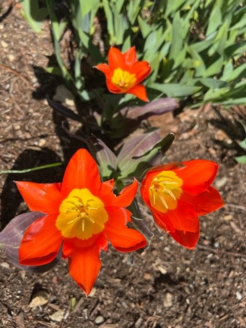 three bright orange tulips with yellow centers are blooming in a garden bed with brown soil and green leaves in the background.