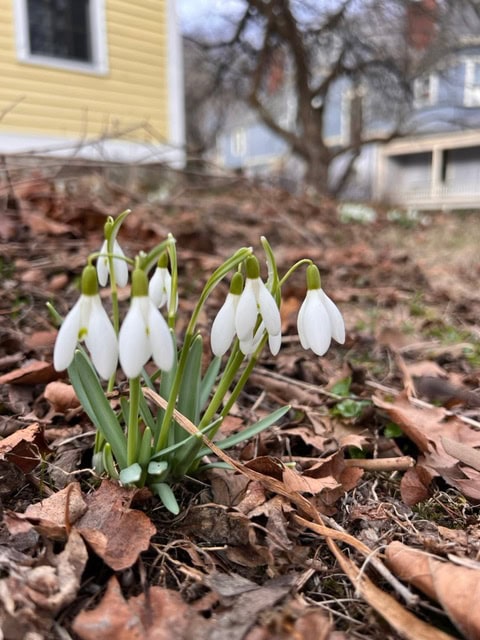 a cluster of white snowdrop flowers emerges from brown leaves on the ground, with houses and bare trees in the background.