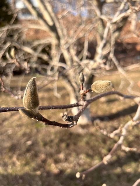 close up of tree branches with fuzzy buds beginning to form, set against a blurred background of leafless trees and dry grass.