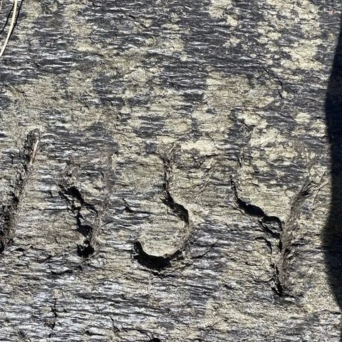 tree bark with the word "issy" carved into it.